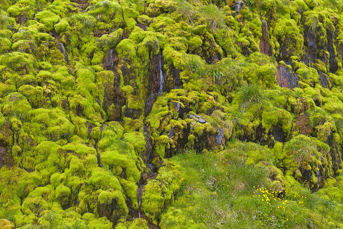 Tropfendes Wasser auf moosbedeckter Klippenwand, Westfjorde, Island