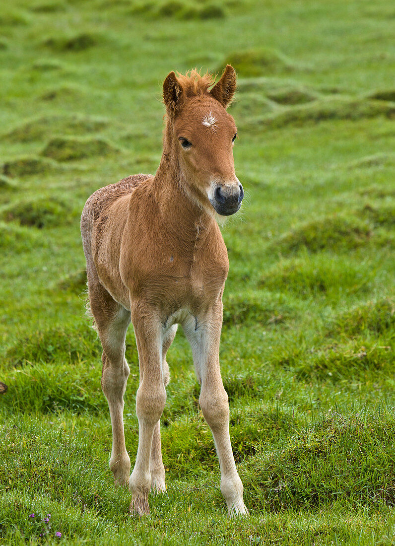 Islandpferd (Equus caballus) Fohlen, Island