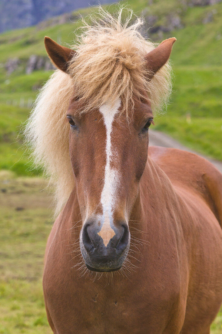 Islandpferd (Equus caballus), Mjoifjordur, Island