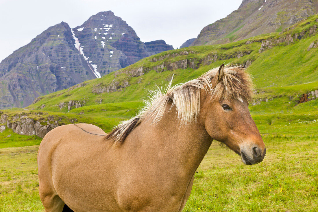 Islandpferd (Equus caballus), Mjoifjordur, Island