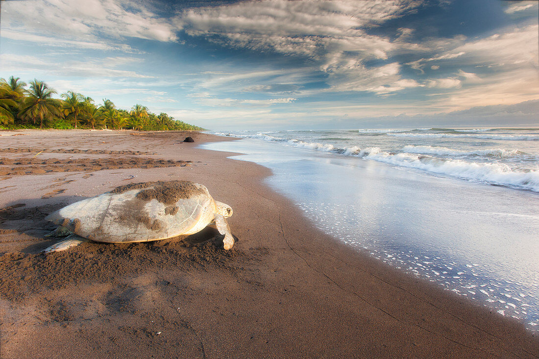 Olive Ridley Meeresschildkröte (Lepidochelys olivacea), weiblich, Rückkehr ins Meer nach dem Eierlegen, Ostional Beach, Costa Rica