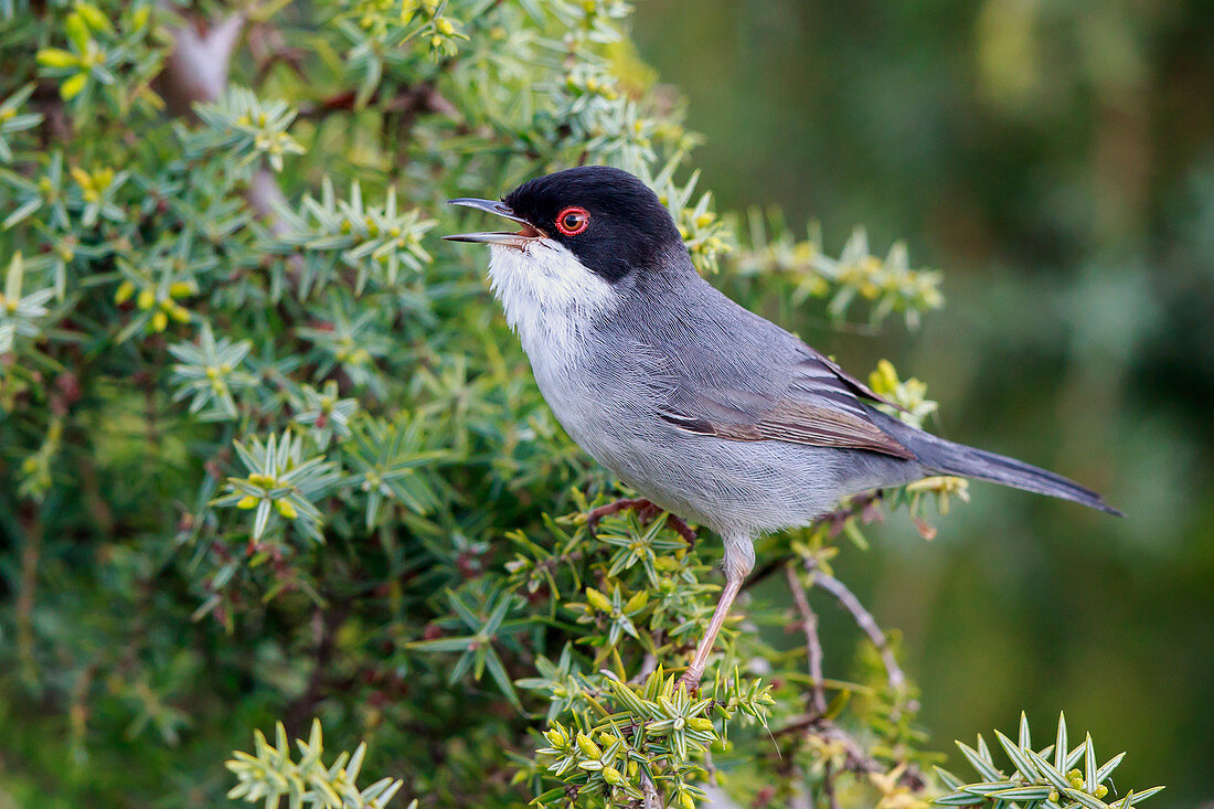 Samtkopf-Grasmücke (Sylvia melanocephala) , männlich, Mallorca, Spanien