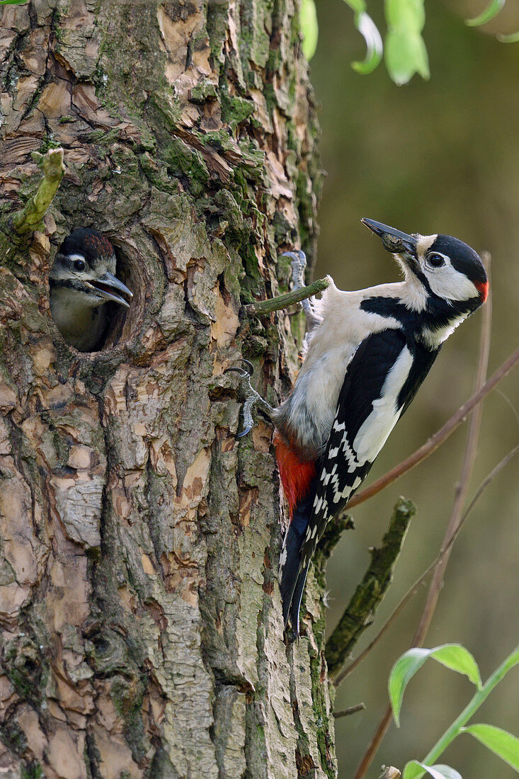 Buntspecht (Dendrocopos major) Vater mit Jungtier in Nisthöhle, Nordrhein-Westfalen, Deutschland