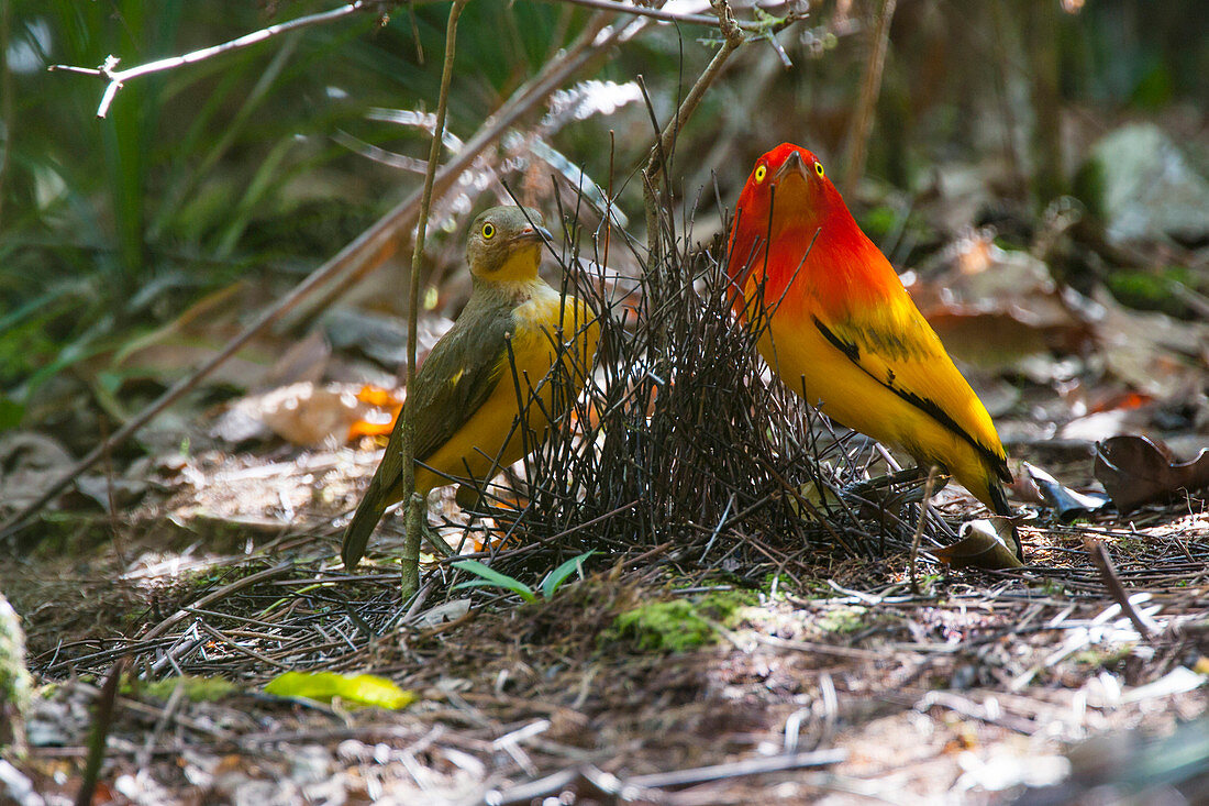 Goldlaubenvogel (Sericulus aureus) , männlich be der Umbwerbung, Papua-Neuguinea