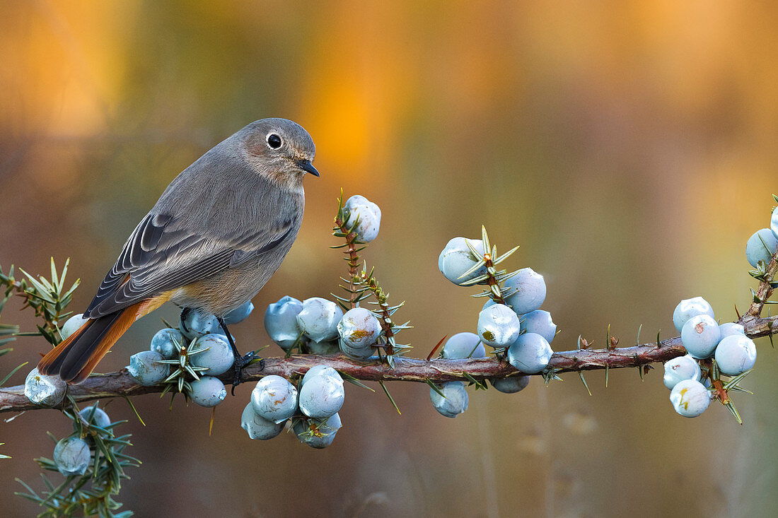 Hausrotschwanz (Phoenicurus ochruros), weiblich, Italien