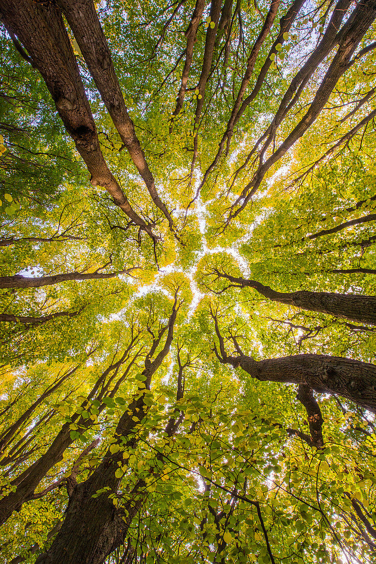 Sommerlinde (Tilia platyphyllos) Bäume im Herbst, Niederlande