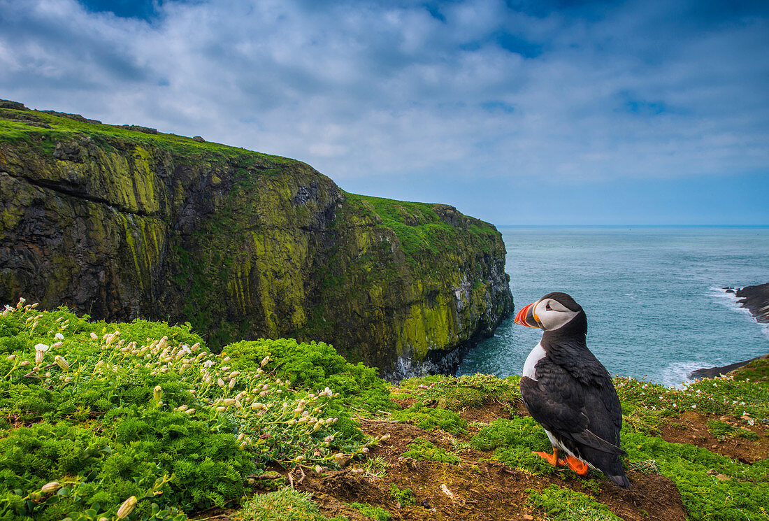 Papageitaucher (Fratercula arctica) auf Klippe, Skomer Island, Wales, Vereinigtes Königreich