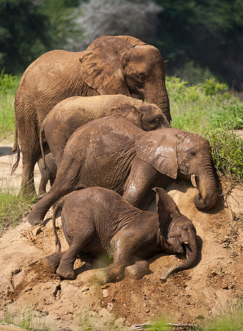 Afrikanischer Elefant (Loxodonta africana) Weibchen führt Elefantenkalb zum Fluss, Ewaso Ng'iro River, Kenia