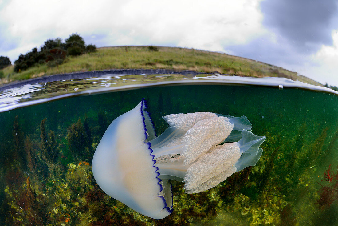 Lungenquallen (Rhizostoma pulmo) nahe Küste, Niederlande