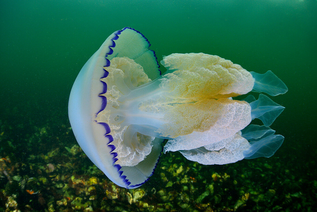 Lungenqualle (Rhizostoma pulmo), Niederlande