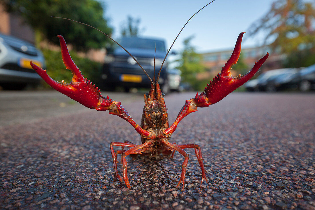 Louisiana-Panzerkrebse (Procambarus clarkii) in der defensiven Lage auf Straße, Niederlande