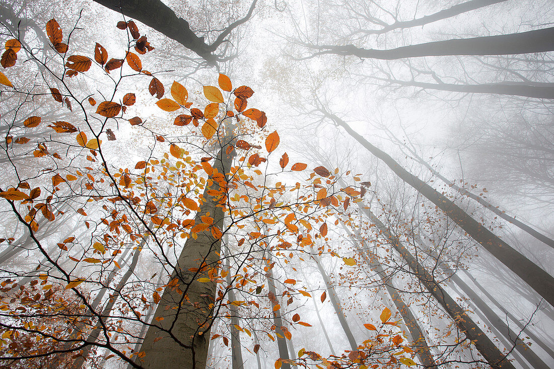 Europäischer Buchenwald (Fagus sylvatica) im Nebel, Belgien