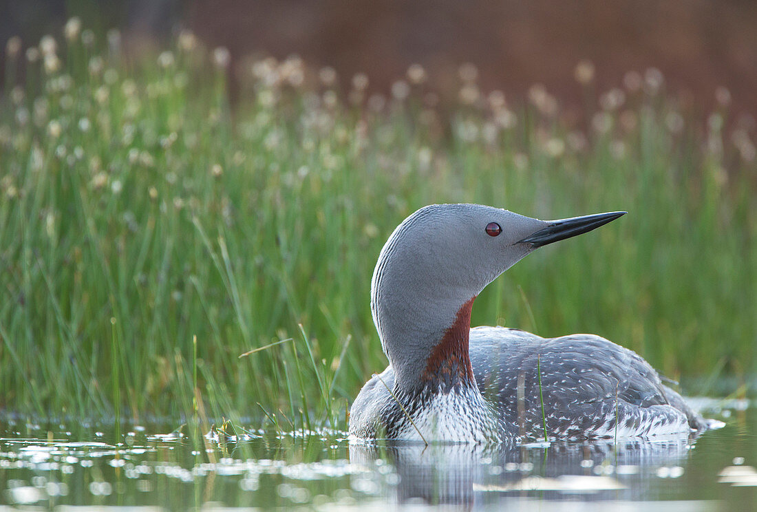 Rotkehlchen (Gavia stellata), Norwegen