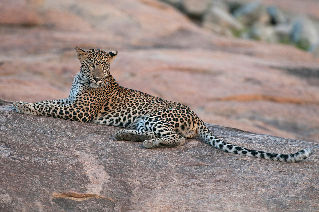 Sri Lanka-Leoparden (Panthera pardus kotiya), Weibchen, Sri Lanka