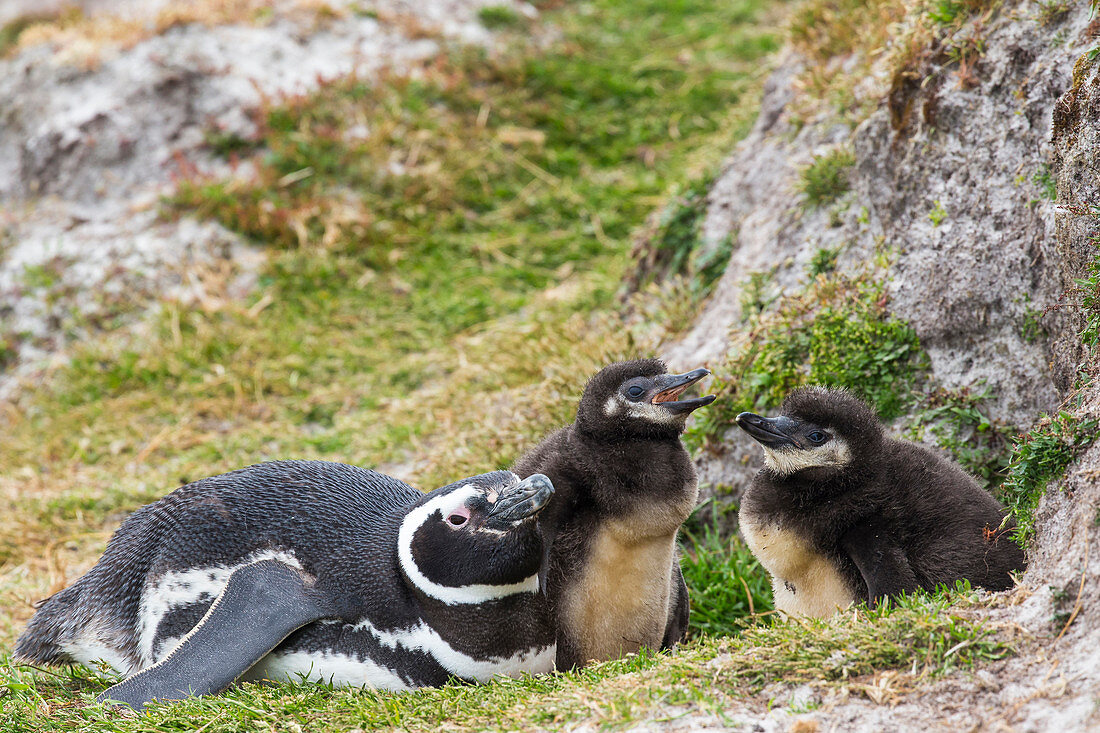 Magellanic Pinguin Familie (Spheniscus magellanicus) Elternteil mit Küken, Falkland Islands