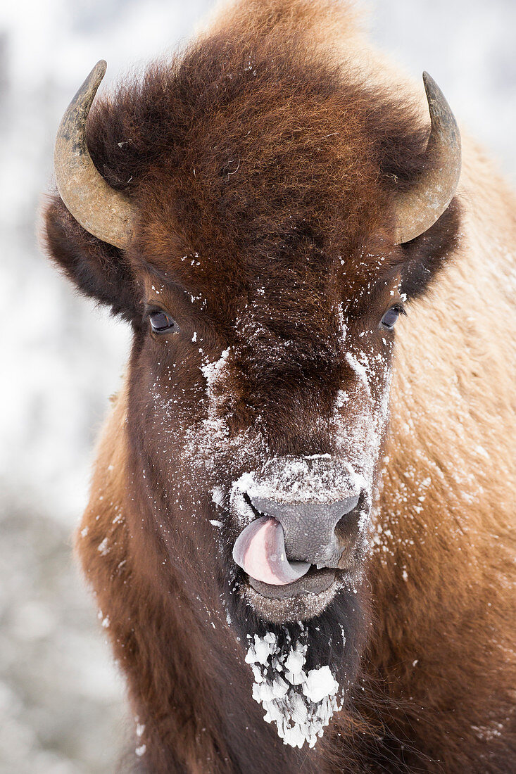 Amerikanischer Bisons (Bisonbison) Weibchen, putzt die Nase mit der Zunge, Yellowstone Nationalpark, Wyoming