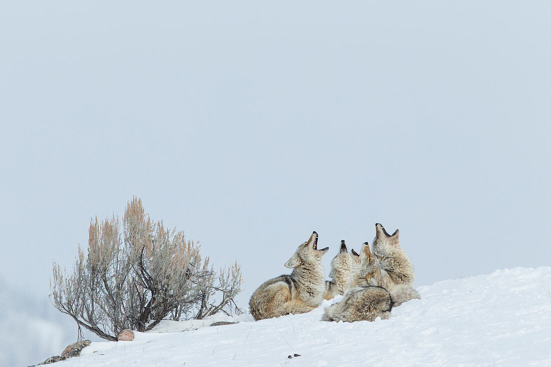Herde von Kojoten(Canis latrans) im Winter, Lamar Valley, Yellowstone Nationalpark, Wyoming