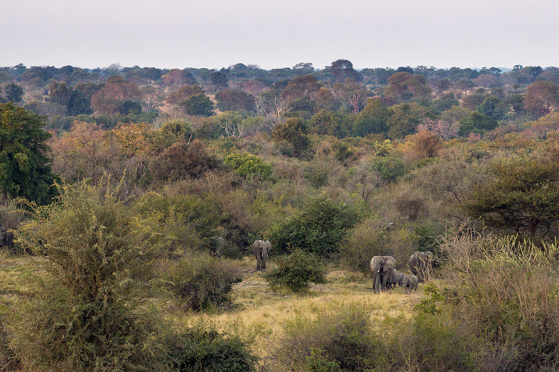 Afrikanische Elefanten (Loxodonta africana), Zuchtherd in der Savanne, Nationalpark Kafue, Sambia