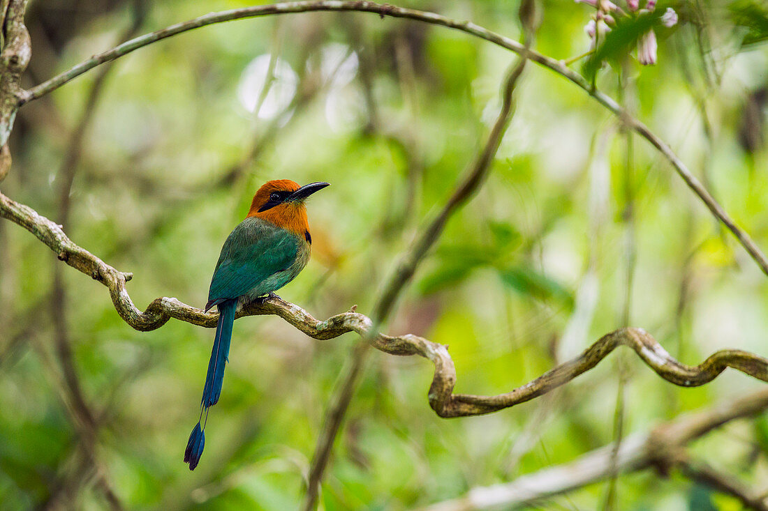 Breitschnabelmotmot, (Electron platyrhynchum), Panama Rainforest Discovery Center, Gamboa, Panama