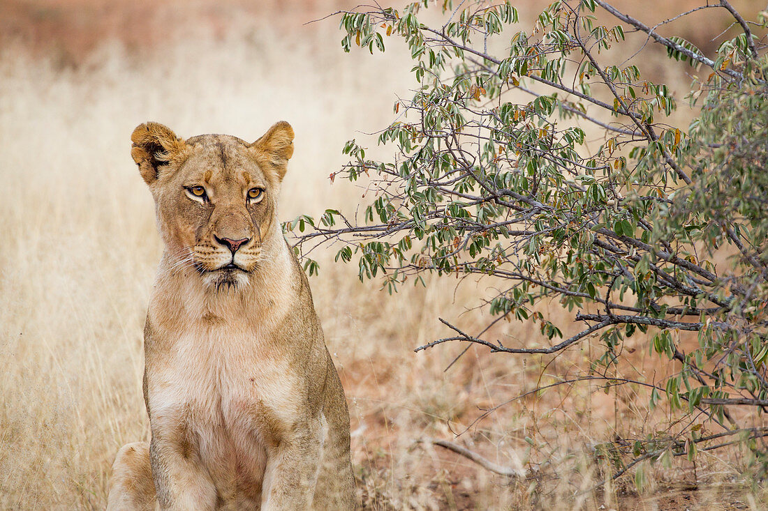Afrikanischer Löwe (Panthera leo) weiblich, Großer Makalali Privater Wildschutzgebiet, Südafrika