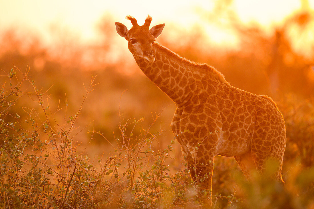 Südafrikanische Giraffe (Giraffa giraffa giraffa) Jungtier bei Sonnenuntergang, Greater Makalali Private Game Reserve, Südafrika