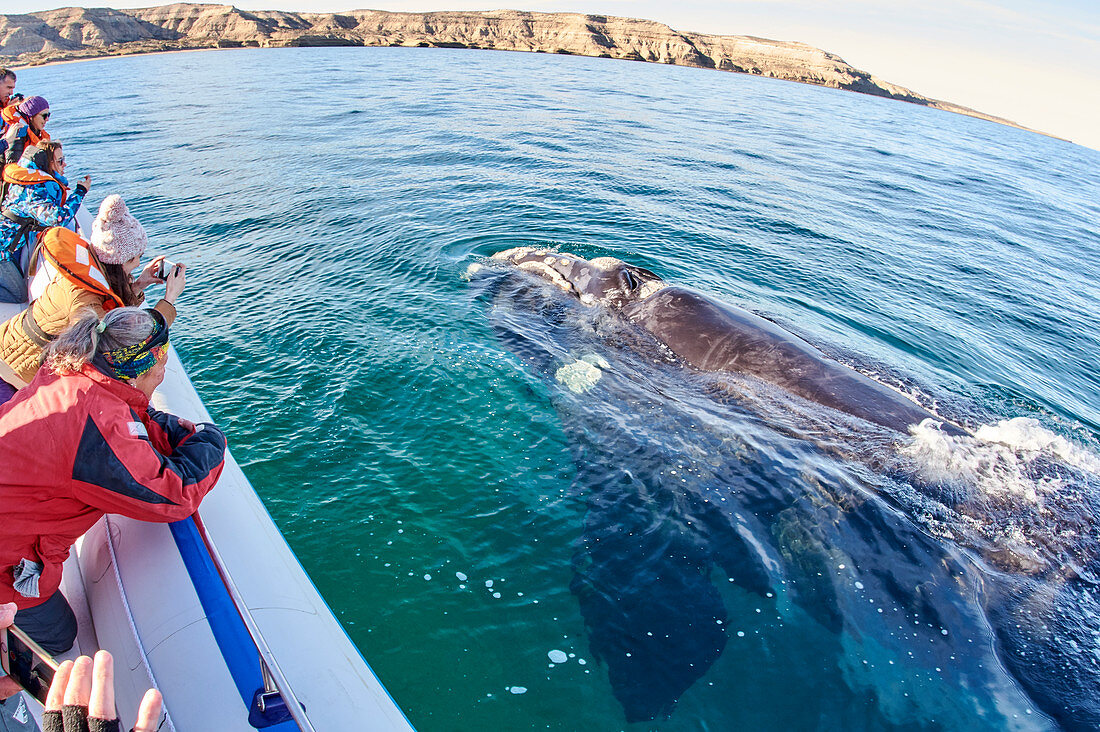 Südkaper, Walart (Eubalaena australis) taucht in der Nähe des Walbeobachtungsbootes Chubut, Argentinien auf