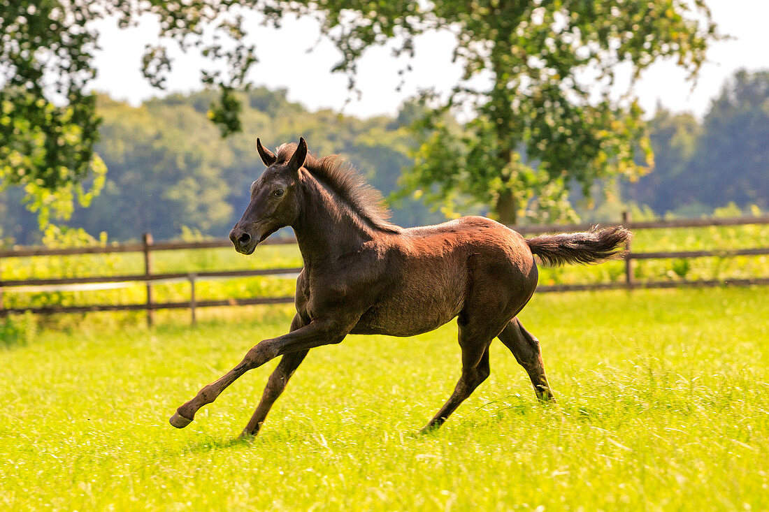 Hauspferd (Equus caballus) Fohlen, Niederlande
