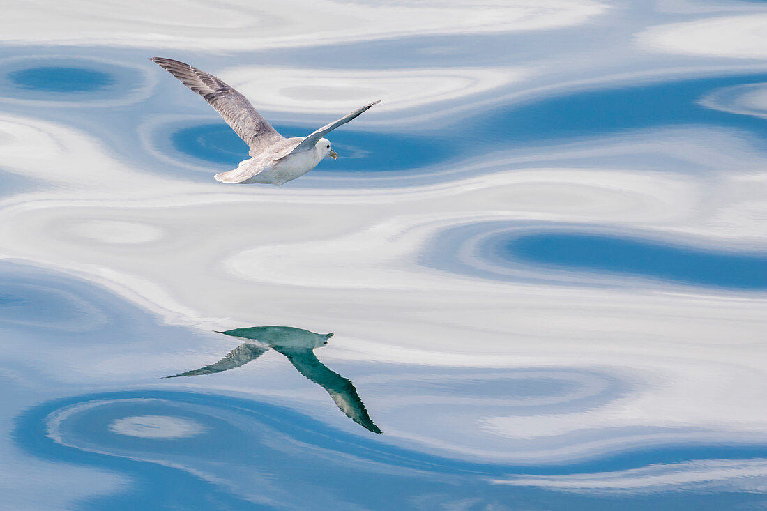 Eissturmvogel (Fulmarus glacialis) fliegend über Ozean, Island