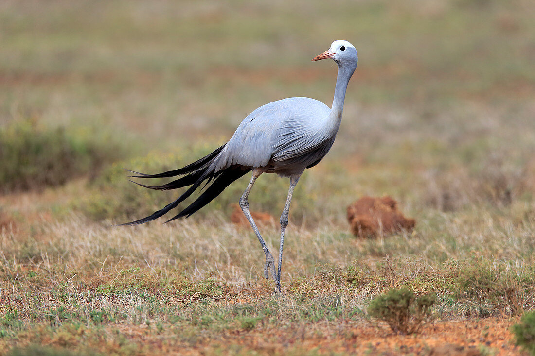 Blauer Kranich (Anthropoides paradisea), Südafrika