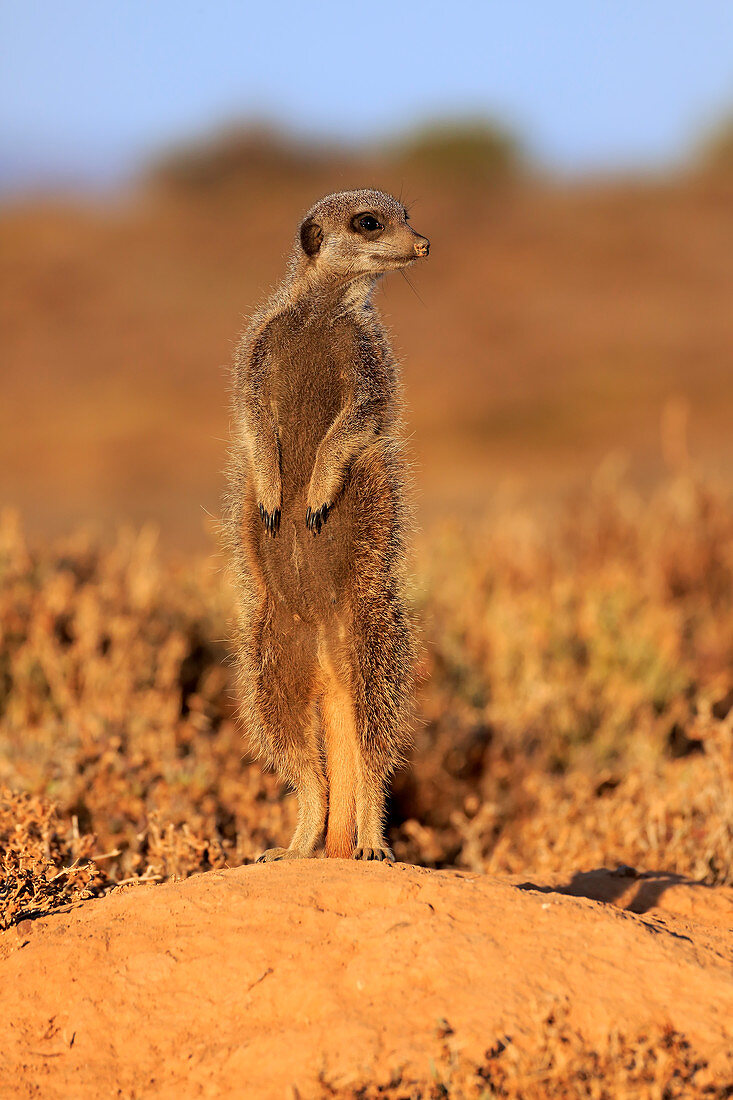 Erdmännchen (Suricata suricatta) auf der Wache, Oudtshoorn, Südafrika