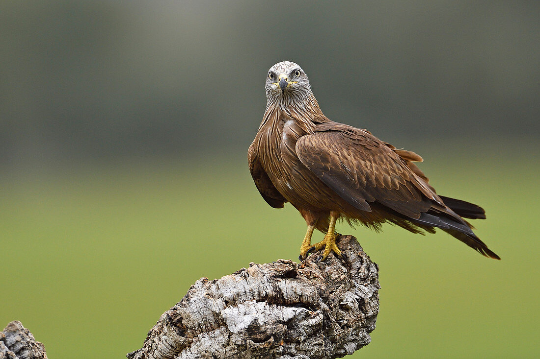 Schwarzmilan (Milvus migrans), Kastilien-La Mancha, Spanien