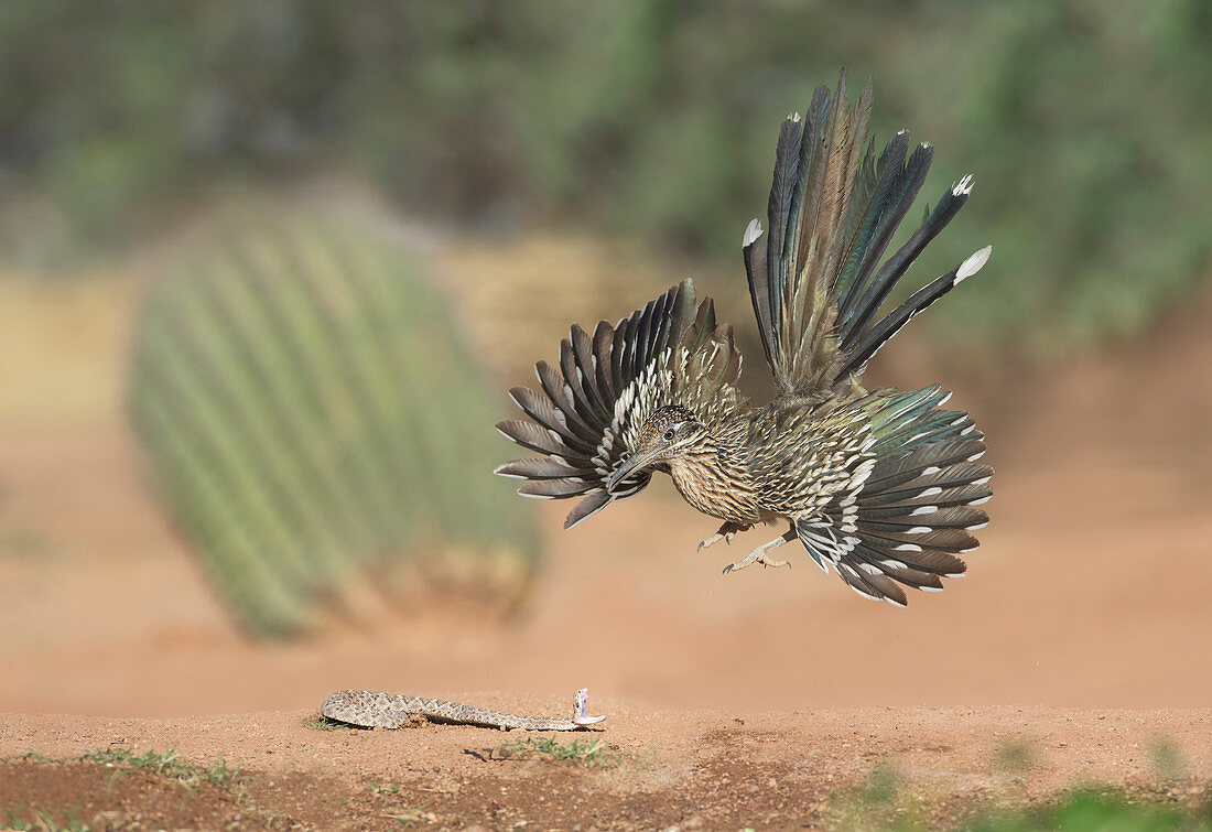 Großer Rennkuckuck (Geococcyx californianus), jagt Westdiamantrücken-Klapperschlange (Crotalus atrox) Jungtier, Arizona
