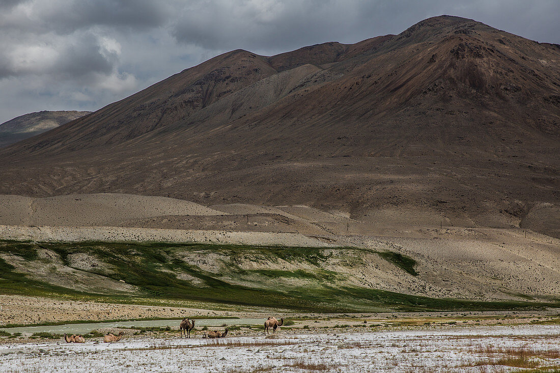 Camels in the Pamir, Afghanistan, Asia