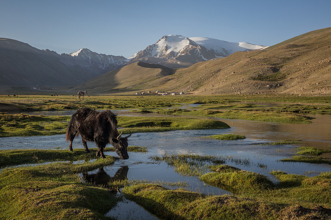 Yak im Gebirge Pamir, Afghanistan, Asien