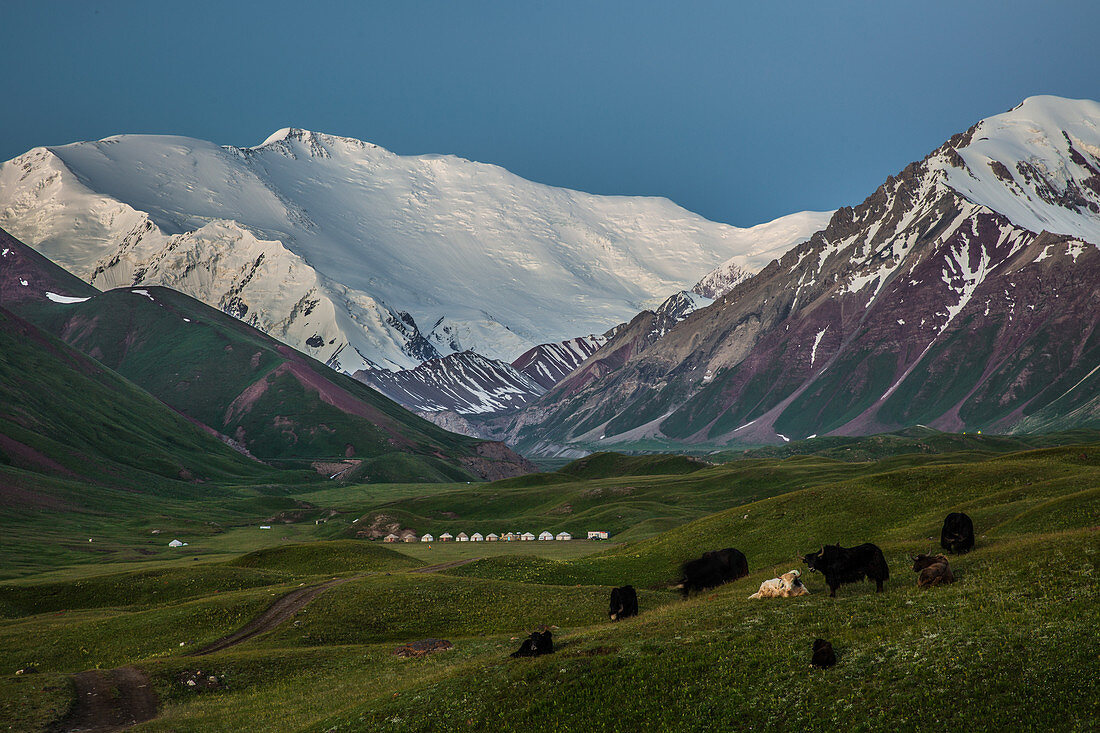 Yaks and Pik Lenin, Kyrgyzstan, Asia