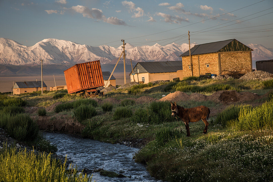 Esel in Sary Mogul, Kirgistan, Asien