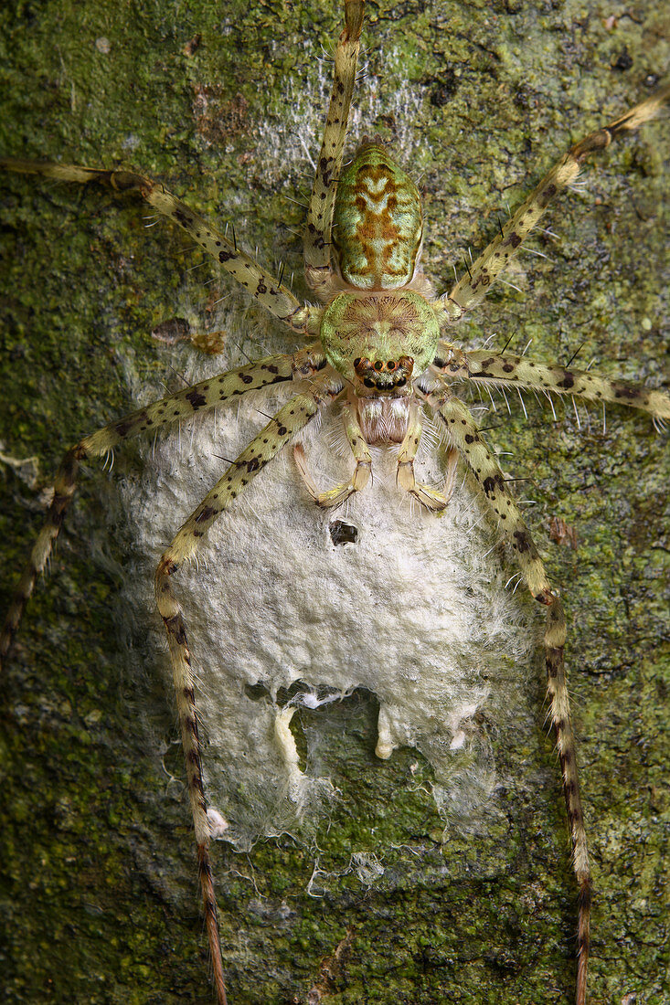 Riesenkrabbenspinne (Pandercetes sp) weiblich, Bewachung der Eierbeutel, Gunung Lucia, Tawau Hills Park, Sabah, Borneo, Malaysia