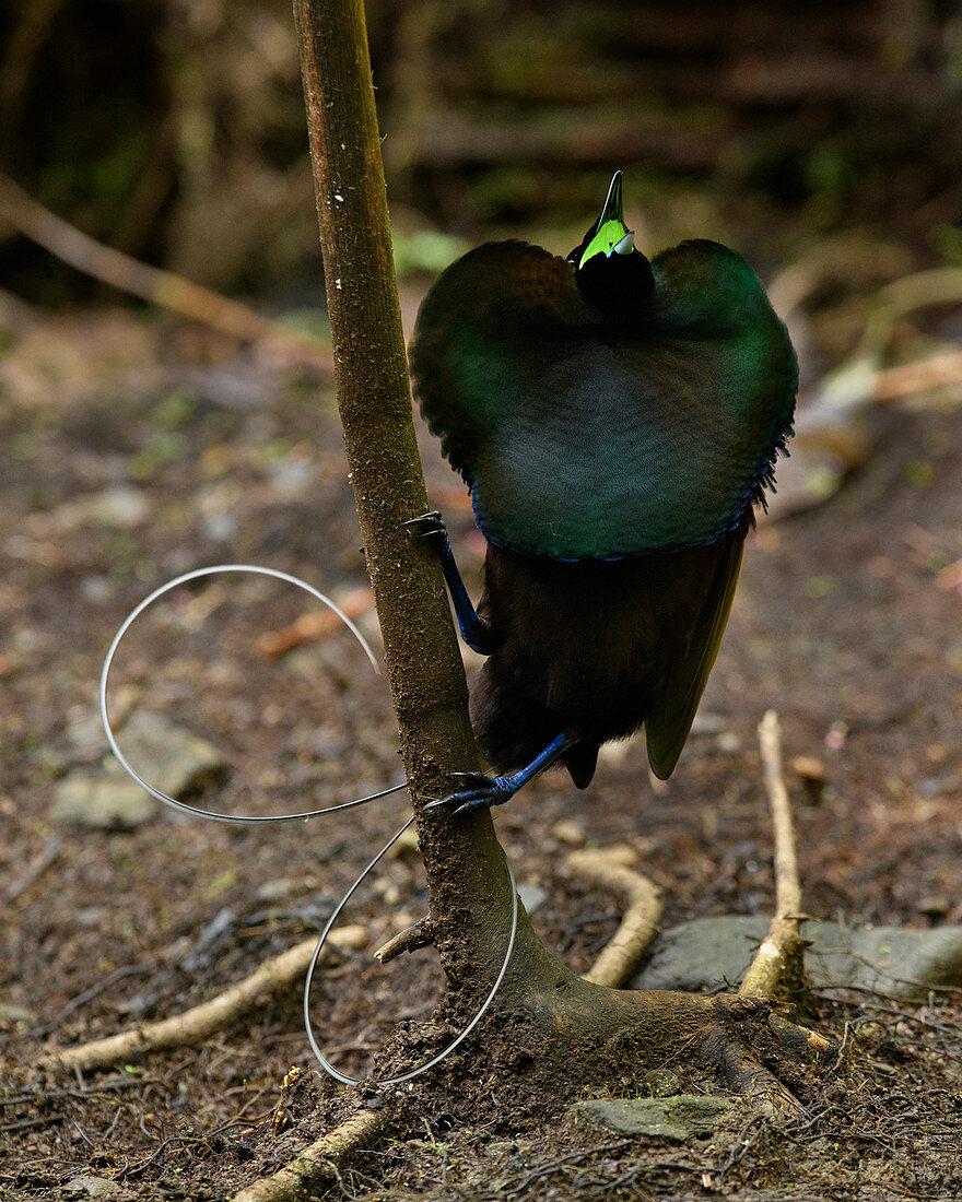 Wunderschöner Paradiesvogel (Cicinnurus magnificus) männlich, Arfak-Gebirge, West Papua, Indonesien