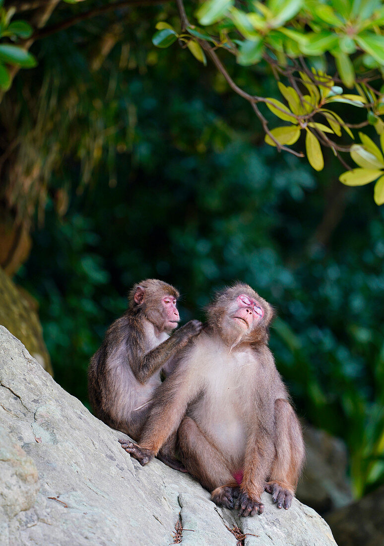 Japanmakak, auch Schneeaffe (Macaca fuscata) Paarpflege, Kojima, Miyazaki, Japan