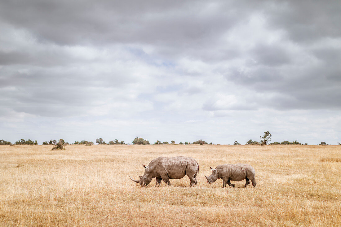 Weißes Nashorn (Ceratotherium simum) Mutter und Kalb im Grünland, Ol Pejeta Conservancy, Kenia