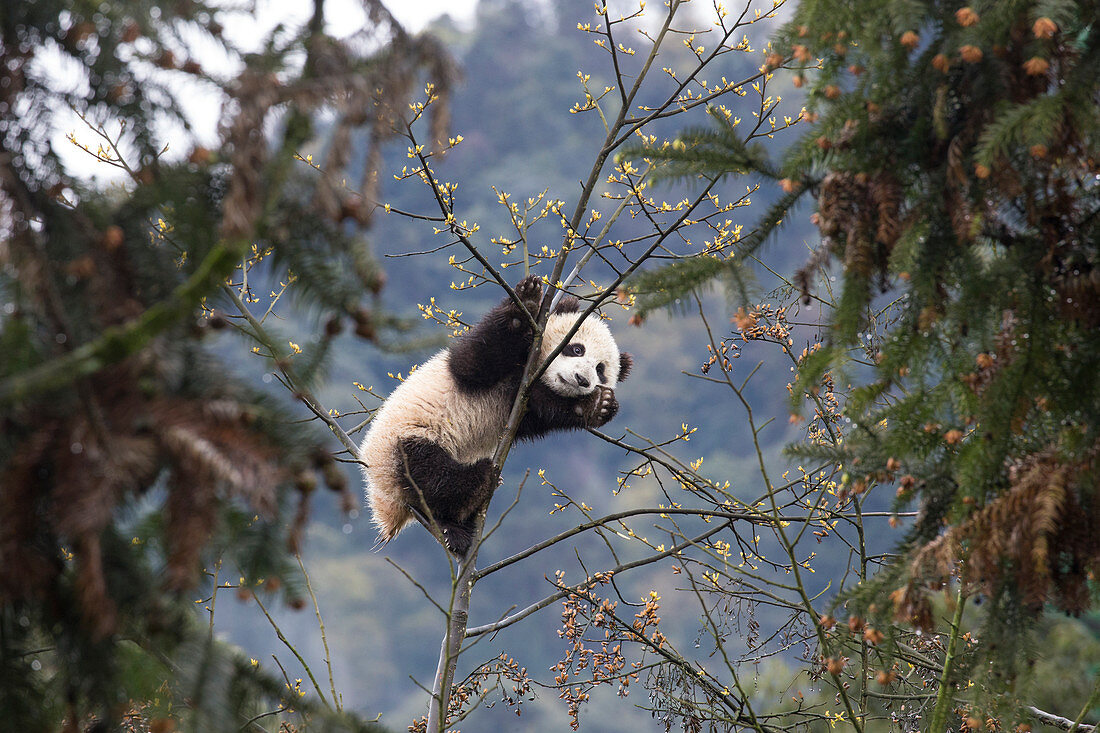 Riesen-Panda (Ailuropoda melanoleuca) männlich, sieben Monate alt im Baum, Bifengxia Panda Basis, Sichuan, China