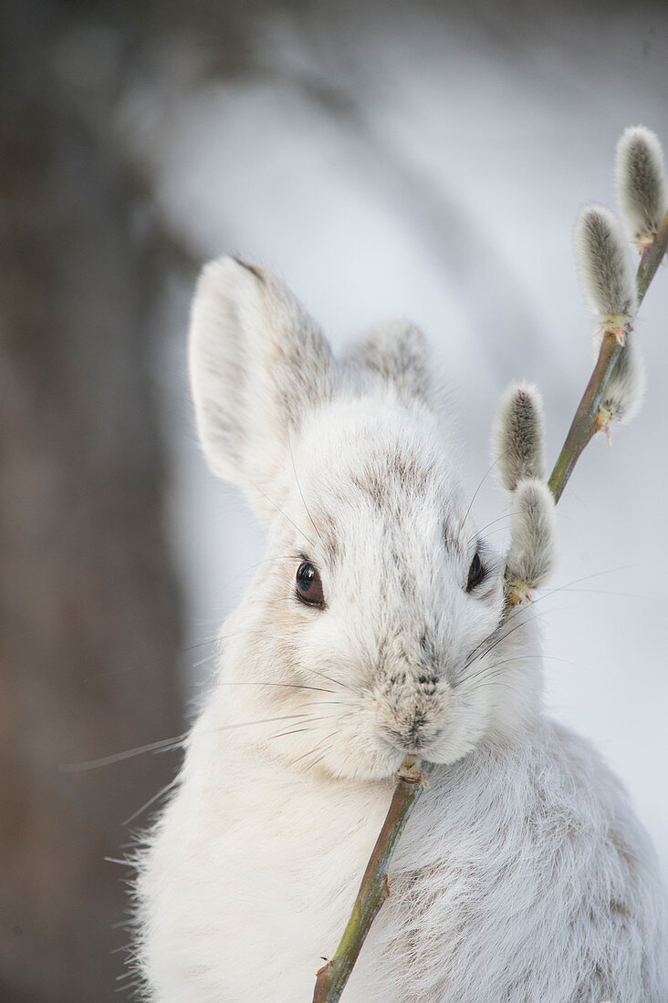 Schneeschuhhase (Lepus americanus) knabbert an einem Weidenzweig (Salix verfärbt) im Winter, Alaska