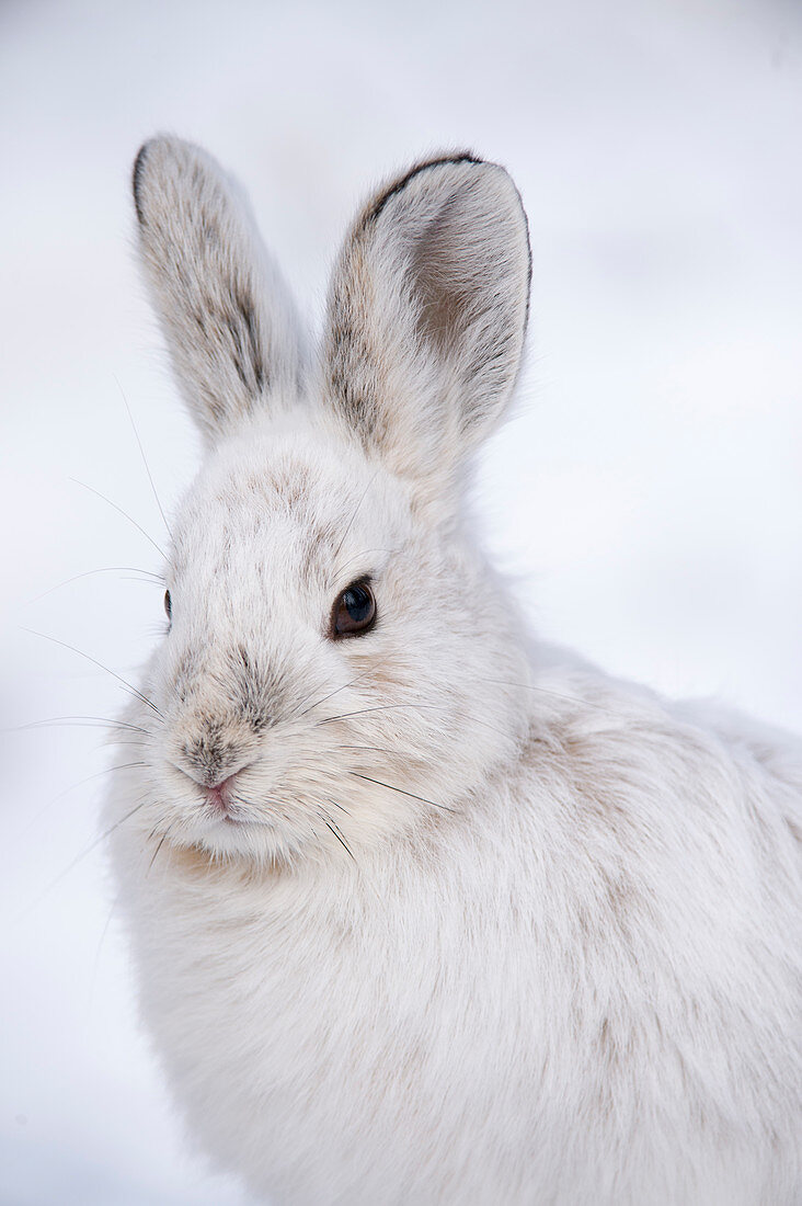 Schneeschuhhase (Lepus americanus) im Winter, Alaska