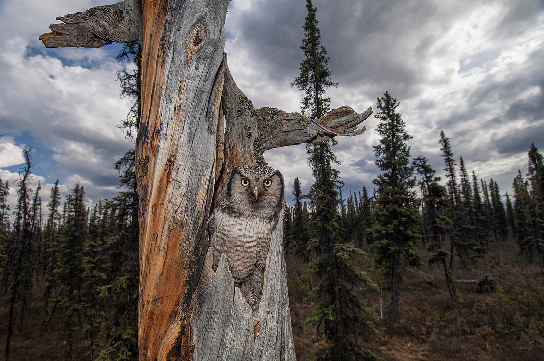 Sperbereule (Surnia ulula) im Nest in der Taiga, Alaska