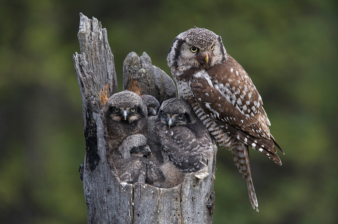 Sperbereule (Surnia ulula) Elternteil mit Küken im Nest, Alaska