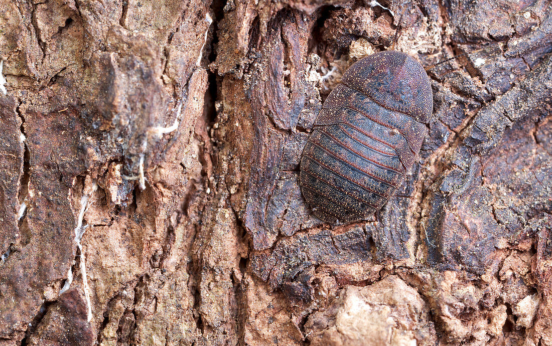 Riesenschabe (Blaberidae), Udzungwa Mountains Nationalpark, Tansania