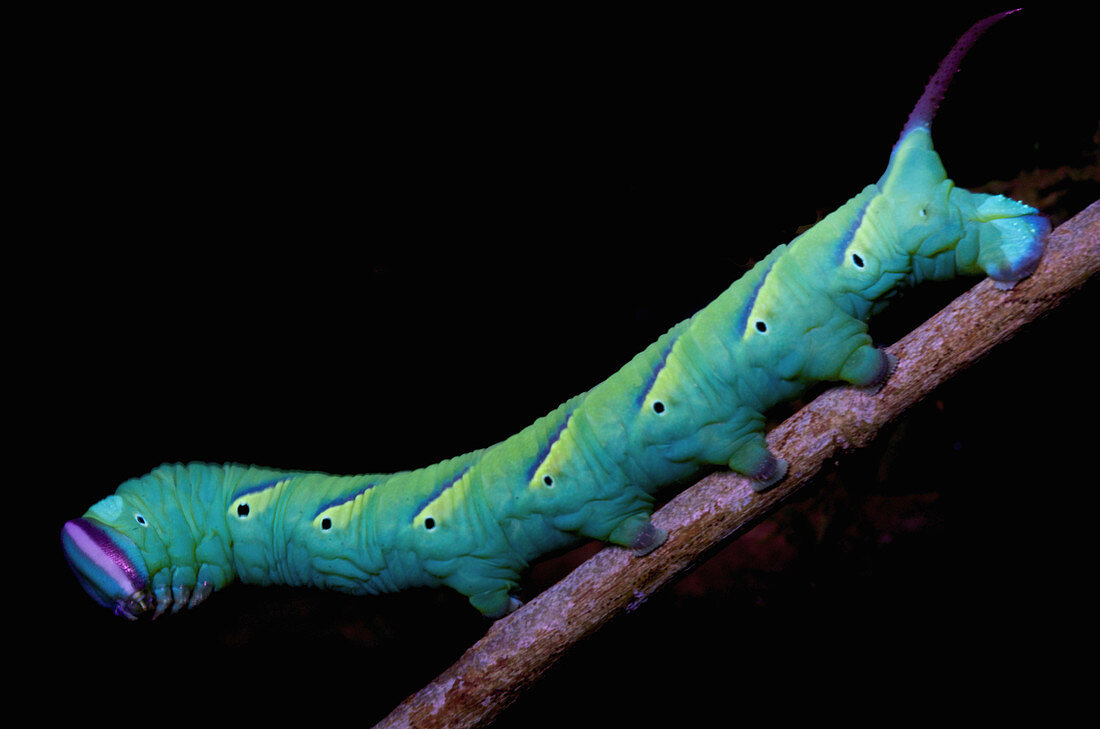 Schwärmer (Sphingidae) Raupe, unter UV-Licht betrachtet, Cuc Phuong Nationalpark, Vietnam