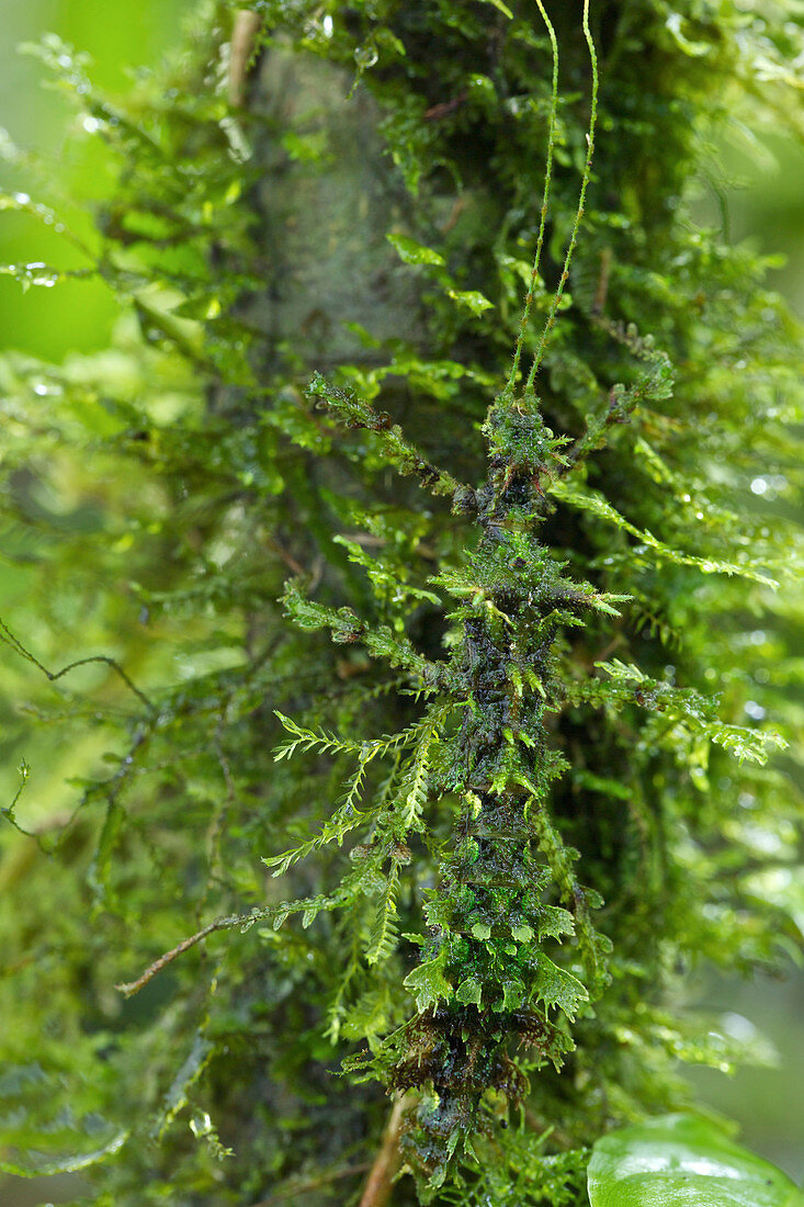 Mossy Stick Insect (Trychopeplus laciniatus) weiblich, getarnt auf Moos, Chiriqui, Panama