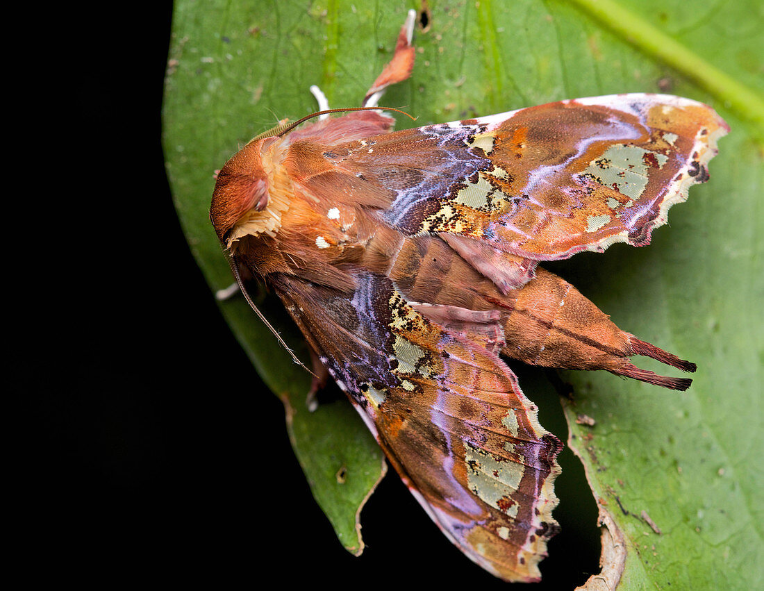 Motte (Euteliidae), Kinabalu Nationalpark, Sabah, Borneo, Malaysia
