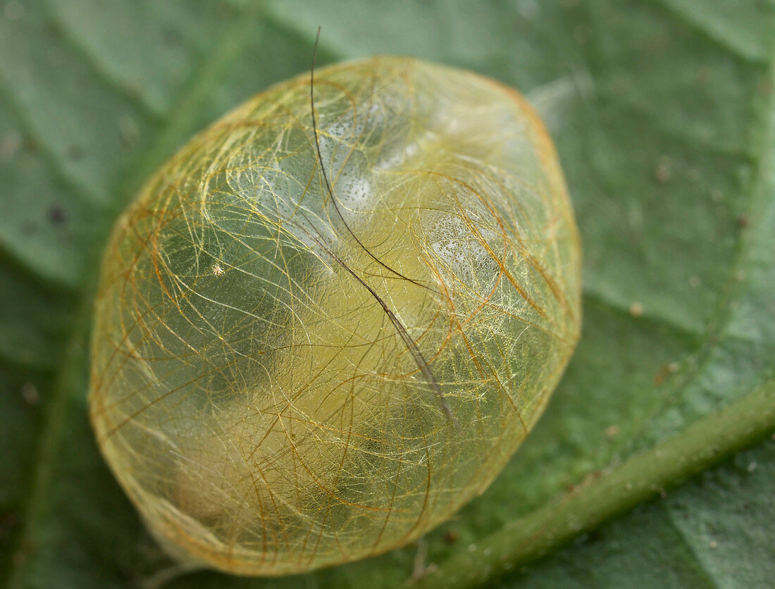 Mottenlarve im Kokon, Kerinci Seblat Nationalpark, Sumatra, Indonesien